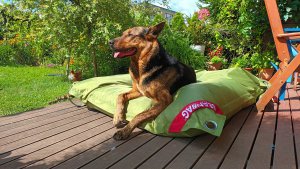 Obrázek od zákazníka pro Sedací pytel BeanBag comfort-green frog