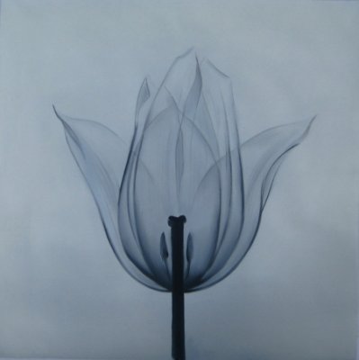 Obraz - Tulipán