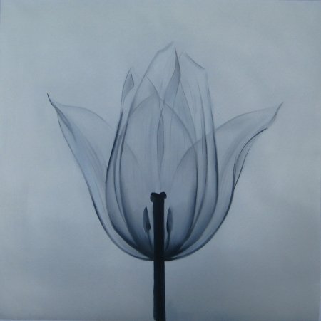 Obraz - Tulipán